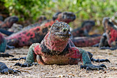 Der endemische Galapagos-Meeresleguan (Amblyrhynchus cristatus) auf der Insel Espanola auf den Galapagos-Inseln,UNESCO-Weltnaturerbe,Ecuador,Südamerika