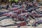 Der endemische Galapagos-Meeresleguan (Amblyrhynchus cristatus) auf der Insel Espanola auf den Galapagos-Inseln,UNESCO-Weltnaturerbe,Ecuador,Südamerika