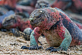 The endemic Galapagos marine iguana (Amblyrhynchus cristatus) on Espanola Island in the Galapagos Islands, UNESCO World Heritage Site, Ecuador, South America