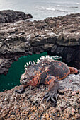 The endemic Galapagos marine iguana (Amblyrhynchus cristatus) in the Galapagos Island Archipelago, UNESCO World Heritage Site, Ecuador, South America