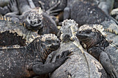 The endemic Galapagos marine iguana (Amblyrhynchus cristatus) in the Galapagos Island Archipelago, UNESCO World Heritage Site, Ecuador, South America