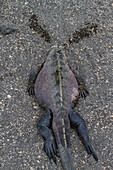 The endemic Galapagos marine iguana (Amblyrhynchus cristatus) in the Galapagos Island Archipelago, UNESCO World Heritage Site, Ecuador, South America