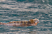 The endemic Galapagos marine iguana (Amblyrhynchus cristatus) in the Galapagos Island Archipelago, UNESCO World Heritage Site, Ecuador, South America