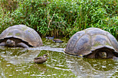 Galapagos-Weißwangen-Spießente (Anas bahamensis galapagensis) bei der Fütterung in der Nähe der Riesenschildkröte auf den Galapagos-Inseln,UNESCO-Welterbe,Ecuador,Südamerika