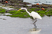 Adult great egret (Ardea alba egretta) feeding at low tide in the Galapagos Island Archipelago, UNESCO World Heritage Site, Ecuador, South America