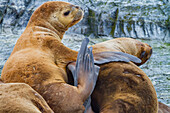 South American sea lions (Otaria flavescens) hauled out on small rocky islet just outside Ushuaia, Argentina, South America