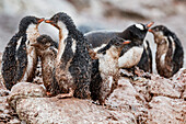 Gentoo penguin (Pygoscelis papua) chicks covered with mud and guano on Cuverville Island, Antarctica, Southern Ocean, Polar Regions