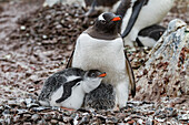 Gentoo penguin (Pygoscelis papua) adult with chicks on Cuverville Island, Antarctica, Southern Ocean, Polar Regions