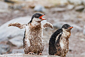 Gentoo penguin (Pygoscelis papua) chicks covered with mud and guano on Cuverville Island, Antarctica, Southern Ocean, Polar Regions