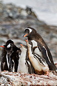 Gentoo penguin (Pygoscelis papua) adult with chicks at breeding colony on Booth Island, Antarctica, Southern Ocean, Polar Regions