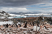 Eselspinguin (Pygoscelis papua) Brutkolonie auf Booth Island,Antarktis,Südpolarmeer,Polargebiete