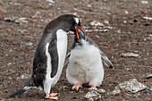 Gentoo penguin (Pygoscelis papua) adult feeding chick at Hannah Point on Livingston Island, Antarctica, Southern Ocean, Polar Regions