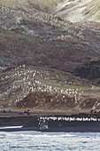 Chinstrap penguin (Pygoscelis antarctica) breeding colony at Baily Head on Deception Island, Antarctica, Southern Ocean, Polar Regions