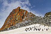 Chinstrap penguin (Pygoscelis antarctica) breeding and molting at Half Moon Island, Antarctica, Southern Ocean, Polar Regions