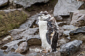 Zügelpinguin (Pygoscelis antarctica) bei der Mauser am Baily Head auf Deception Island,Antarktis,Südlicher Ozean,Polargebiete