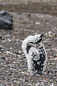 Zügelpinguin (Pygoscelis antarctica) bei der Mauser am Baily Head auf Deception Island,Antarktis,Südlicher Ozean,Polargebiete