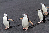 Zügelpinguin (Pygoscelis antarctica) Brutkolonie am Baily Head auf Deception Island,Antarktis,Südlicher Ozean,Polargebiete