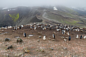 Chinstrap penguin (Pygoscelis antarctica) breeding colony at Baily Head on Deception Island, Antarctica, Southern Ocean, Polar Regions