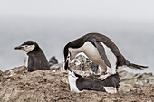 Erwachsene Zügelpinguine (Pygoscelis antarctica) bei der Paarung am Baily Head auf Deception Island,Antarktis,Südlicher Ozean,Polargebiete