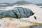 Adeliepinguin (Pygoscelis adeliae) im Schneesturm auf der Petermann-Insel,Antarktis,Polargebiete