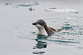 First year Adelie penguin (Pygoscelis adeliae) chick at breeding colony at Brown Bluff, Antarctica, Polar Regions