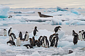 First year Adelie penguin (Pygoscelis adeliae) chicks at breeding colony at Brown Bluff, Antarctica, Polar Regions