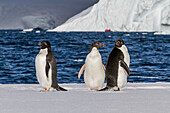 Adelie penguins (Pygoscelis adeliae) hauled out onto the ice near Adelaide Island, Antarctica, Polar Regions