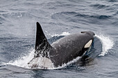 An adult bull among a pod of about 20 killer whales (Orcinus orca) in Antarctic Sound near the Antarctic Peninsula, Polar Regions