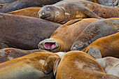 Southern elephant seals (Mirounga leonina) hauled out and molting on Hannah Point, Livingston Island, Antarctica, Polar Regions