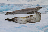 Krabbenfresserrobbe (Lobodon carcinophaga) auf einer Eisscholle nahe der Antarktischen Halbinsel,Antarktis,Polargebiete