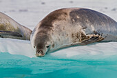 Krabbenfresserrobben (Lobodon carcinophaga) auf einer Eisscholle im Neko-Hafen nahe der Antarktischen Halbinsel,Antarktis,Polargebiete