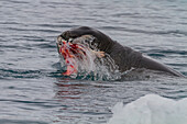 Adult female leopard seal (Hydrurga leptonyx) killing and eating a juvenile Adelie penguin at Brown Bluff, Antarctic Peninsula, Antarctica, Polar Regions