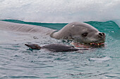 Adult female leopard seal (Hydrurga leptonyx) killing and eating a juvenile Adelie penguin at Brown Bluff, Antarctic Peninsula, Antarctica, Polar Regions