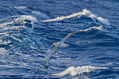 Young wandering albatross (Diomedea exulans) on the wing near the Antarctic Peninsula, Southern Ocean, Polar Regions