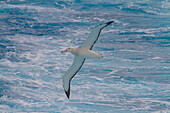 Young wandering albatross (Diomedea exulans) on the wing near the Antarctic Peninsula, Southern Ocean, Polar Regions