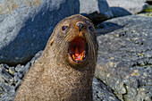 Adult male Antarctic fur seal (Arctocephalus gazella) head detail, Antarctica, Southern Ocean, Polar Regions