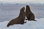 Ausgewachsene männliche antarktische Pelzrobben (Arctocephalus gazella) auf dem Eis bei Brown Bluff,Antarktis,Polargebiete