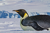 A lone adult emperor penguin (Aptenodytes forsteri) on sea ice in the Gullet between Adelaide Island and the Antarctic Peninsula, Antarctica, Polar Regions