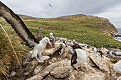 Schwarzbrauenalbatros (Thalassarche melanophrys) nistet auf West Point Island,Falklands,Südatlantik,Südamerika