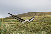 Black-browed albatross (Thalassarche melanophrys) in flight on West Point Island, Falkland Islands, South Atlantic Ocean, South America