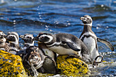 Adult Magellanic penguins (Spheniscus magellanicus) at breeding and molting site on Carcass Island, Falkland Islands, South America