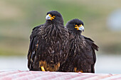 Adult striated caracaras (Phalcoboenus australis) on Carcass Island in the Falkland Islands, South Atlantic Ocean, South America