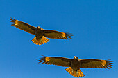 Striated caracaras (Phalcoboenus australis) in flight on Carcass Island in the Falkland Islands, South Atlantic Ocean, South America