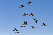 Erwachsene Kaiserscharbe (Phalacrocorax (atriceps) atriceps) im Flug auf den Falklandinseln,Südatlantik,Südamerika