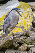 Adult black-crowned night-heron (Nycticorax nycticorax falklandicus) on Carcass Island in the Falkland Islands, South America