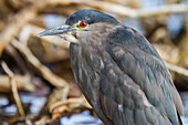 Adult black-crowned night-heron (Nycticorax nycticorax falklandicus) on Carcass Island in the Falkland Islands, South America