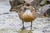 Adult Patagonian crested duck (Lophonetta specularioides specularioides) on Carcass Island in the Falkland Islands, South America