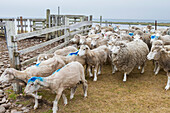 Besichtigung der Long Island Schaffarm außerhalb von Stanley auf den Falklandinseln,Südatlantik,Südamerika