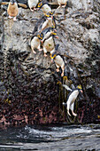 Ausgewachsene Makkaroni-Pinguine (Eudyptes chrysolophus) beim Verlassen ihrer Brutkolonie in Elsehul auf Südgeorgien,Südlicher Ozean,Polargebiete,ins Meer stürzend