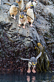 Adult macaroni penguins (Eudyptes chrysolophus) plunging into the sea leaving their breeding colony at Elsehul on South Georgia, Southern Ocean, Polar Regions